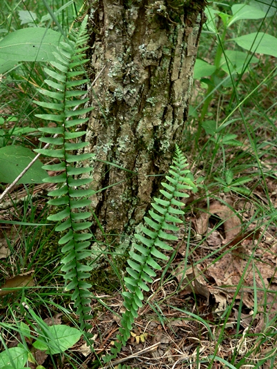 {Asplenium platyneuron}